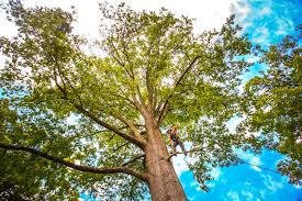 Best Palm Tree Trimming  in Capitol Heights, MD