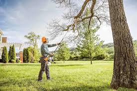 Best Tree Trimming and Pruning  in Capitol Heights, MD