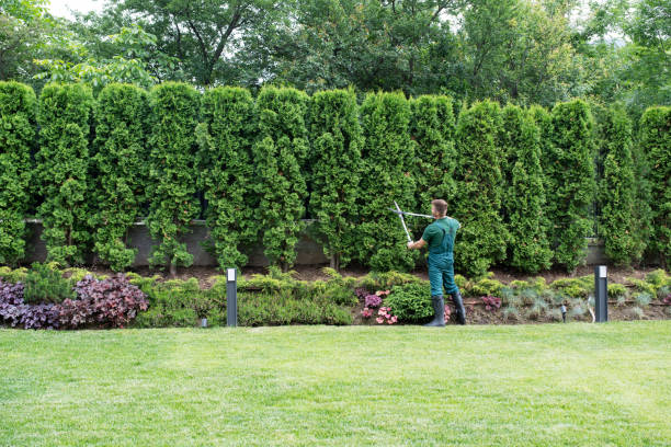 Best Weed Control  in Capitol Heights, MD