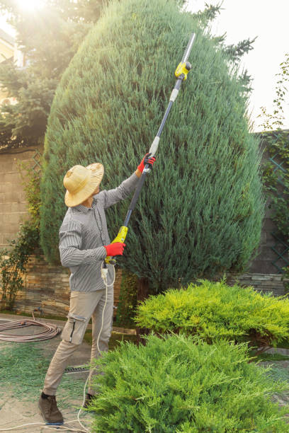 Best Lawn Disease Treatment  in Capitol Heights, MD